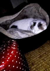 夜はしっかりベッドで眠ります。