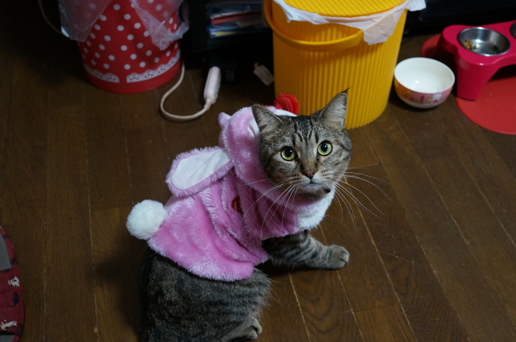 昨日のウサギ