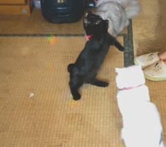 いっちょ前に爪出してる