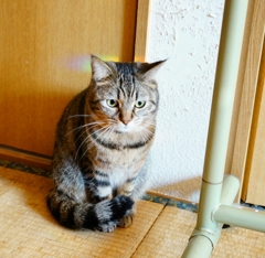 モデルににゃったよ！