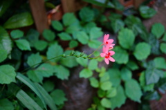 庭の花