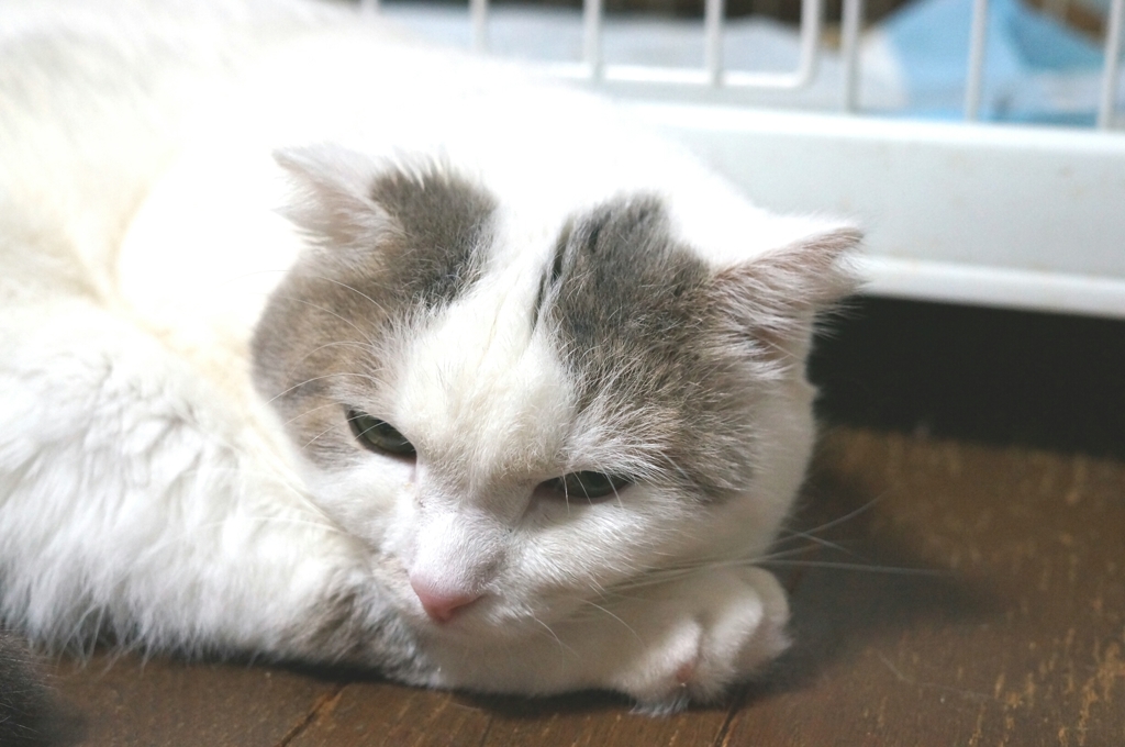 (´Д｀)ﾊｧ…僕は疲れたよ･･･