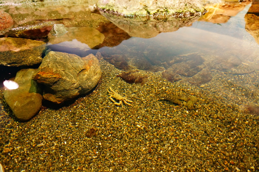 カニさん発見！！