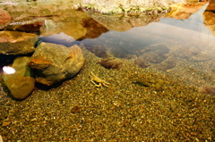 カニさん発見！！