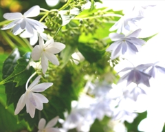 庭の花③
