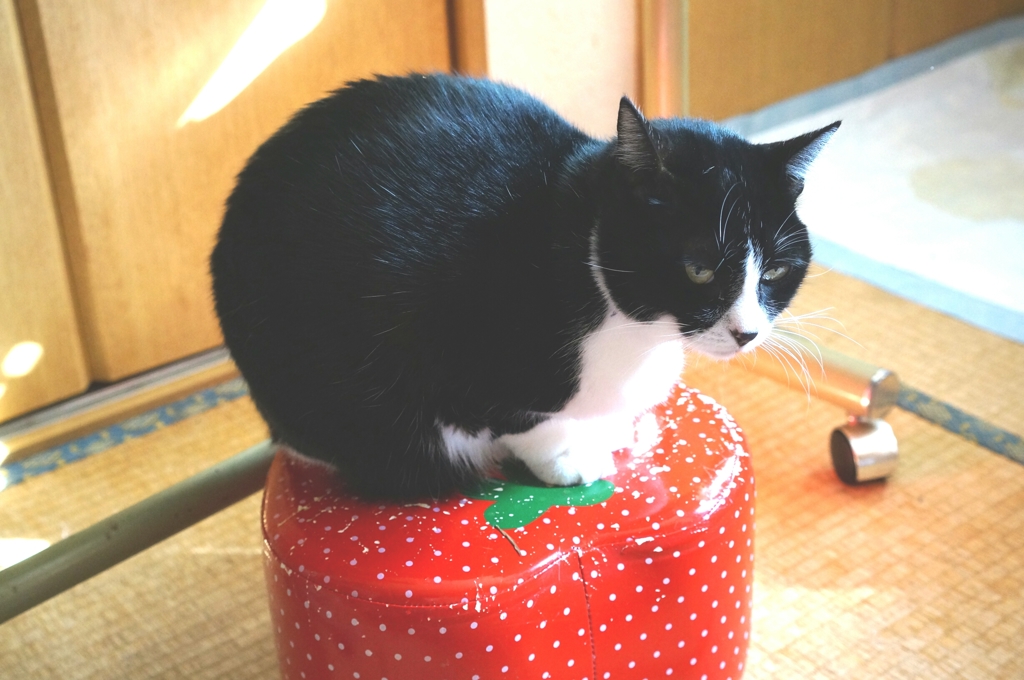 ちょこんと
