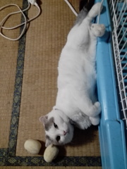 のびー