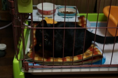 ボク･･･大雅 です