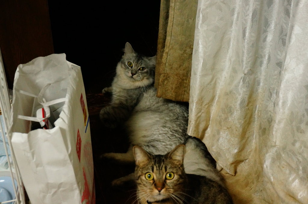 はっ、ばれたっ