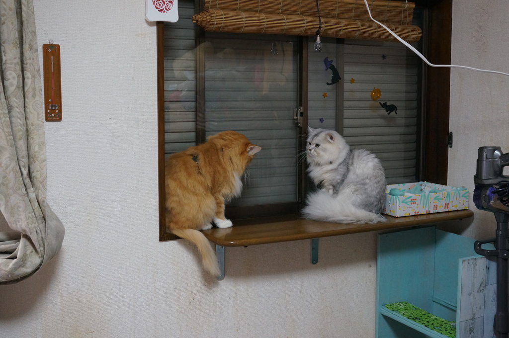 こんばんは･･･