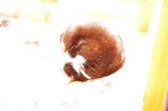 猫団子