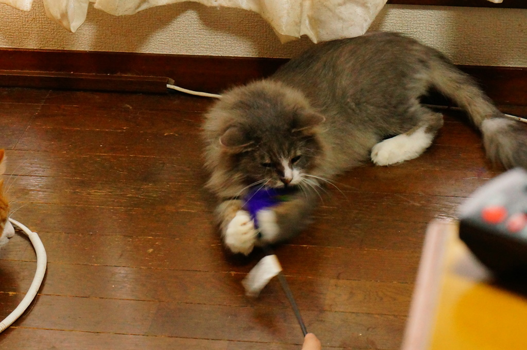 ガブッ
