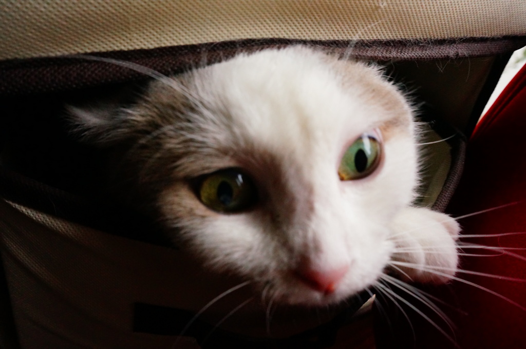 苦しそうだけど・・