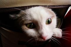 苦しそうだけど・・