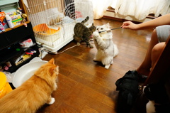 スカイがキャッチ