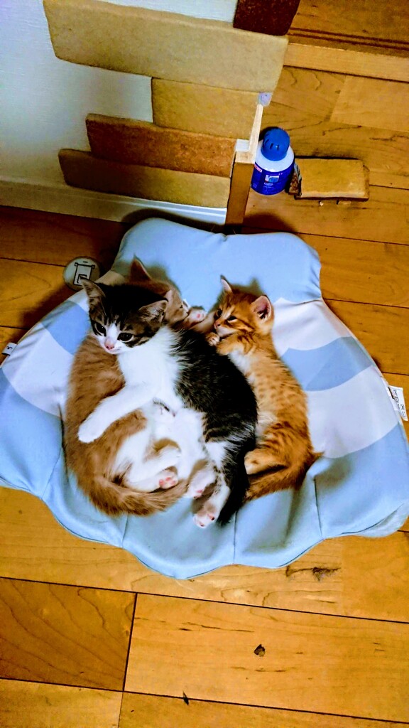 編集してみました。