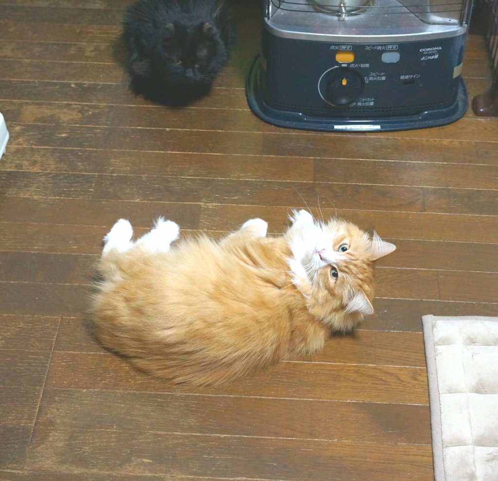 呼んだかにゃ？