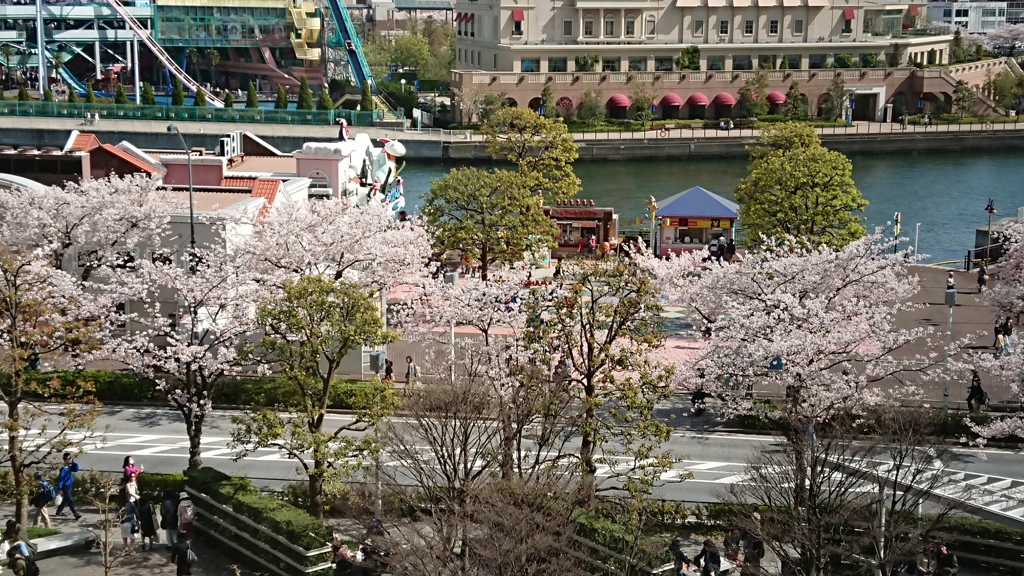 みなとみらいの桜並木