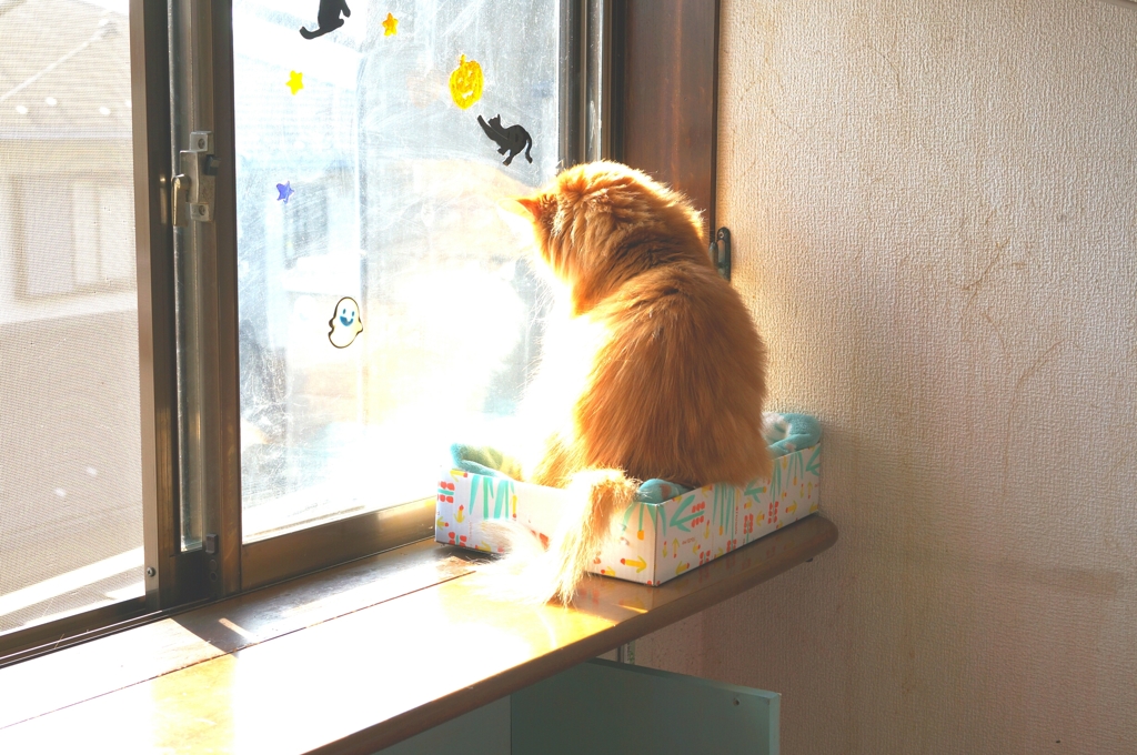 外を眺める