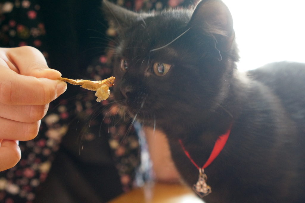 これはにゃにかにゃ