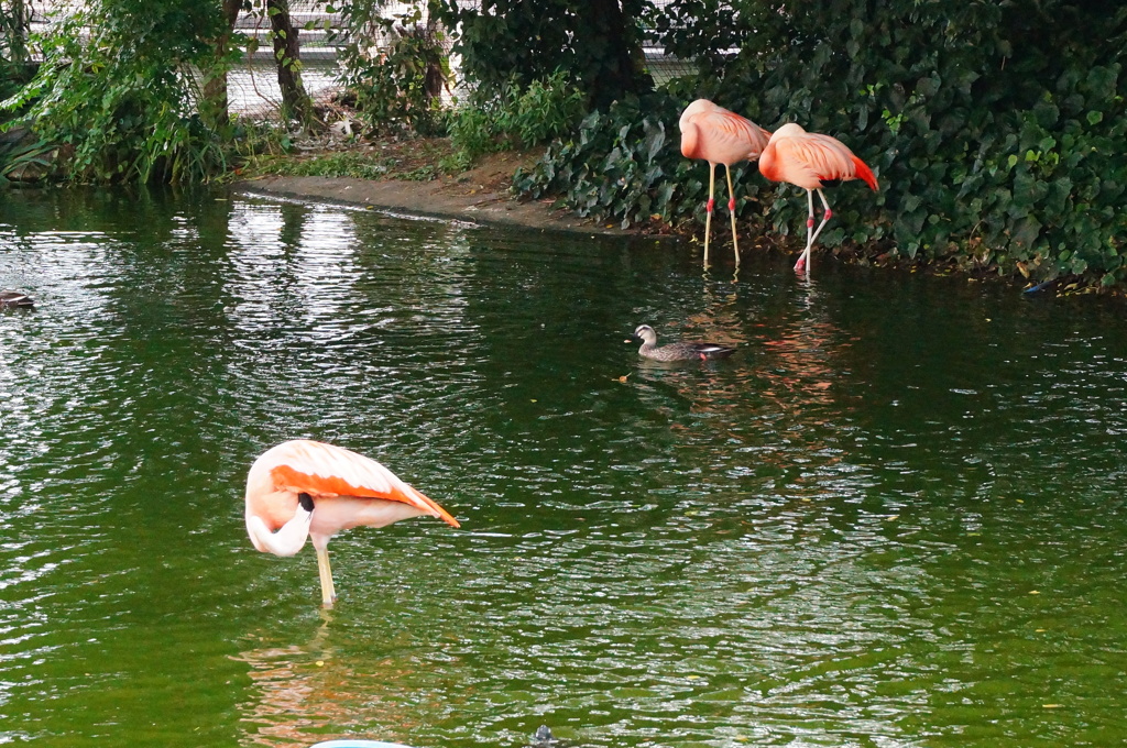 フラミンゴ