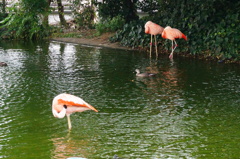 フラミンゴ