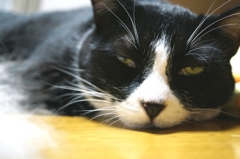 あ……たち…………これでも……おんにゃ……の……こ……Zzz