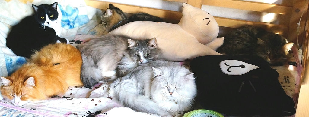 本日の猫だまり
