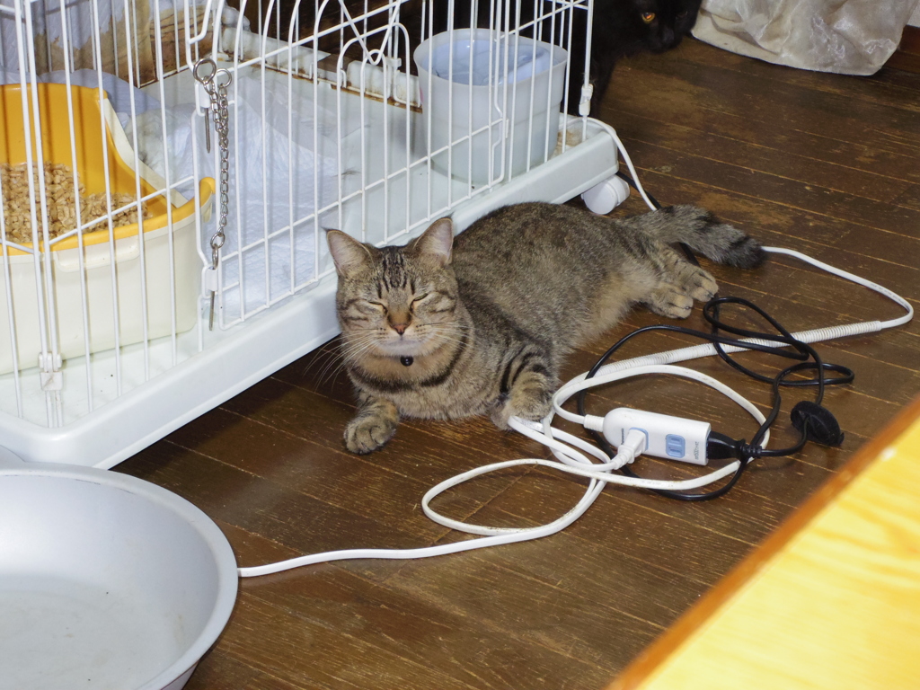 リオンです。