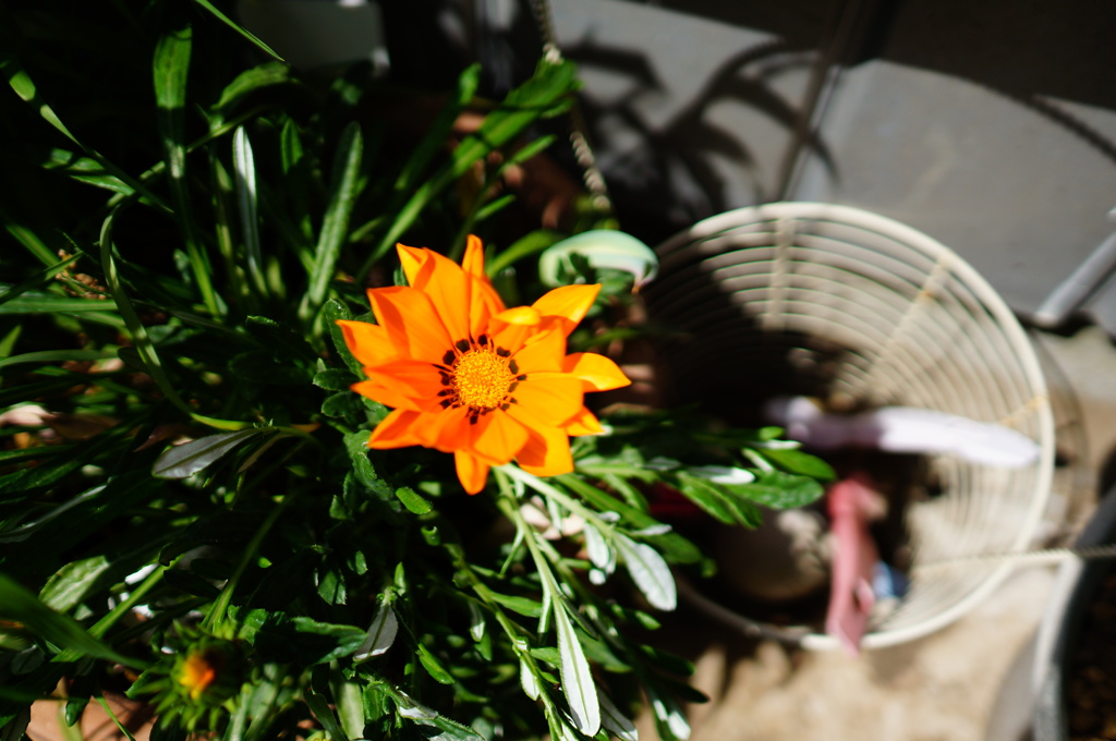 庭の花