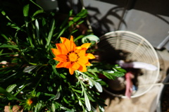 庭の花