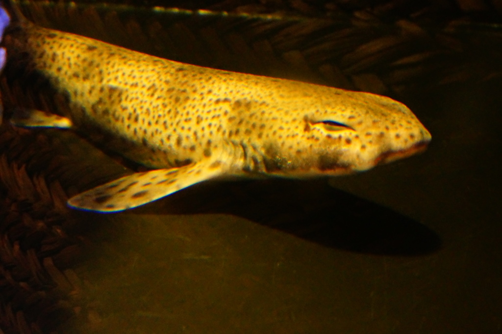 〈 ﹏´  ›› ∋  )≪ｻﾒｰｰｰ