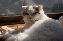 小さい虹を鼻に乗せて