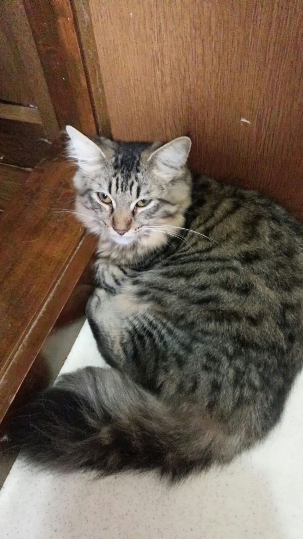 まだ眠いにゃー