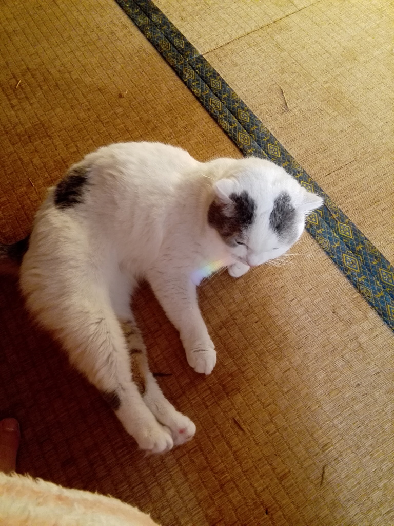 後ろ足ピーン