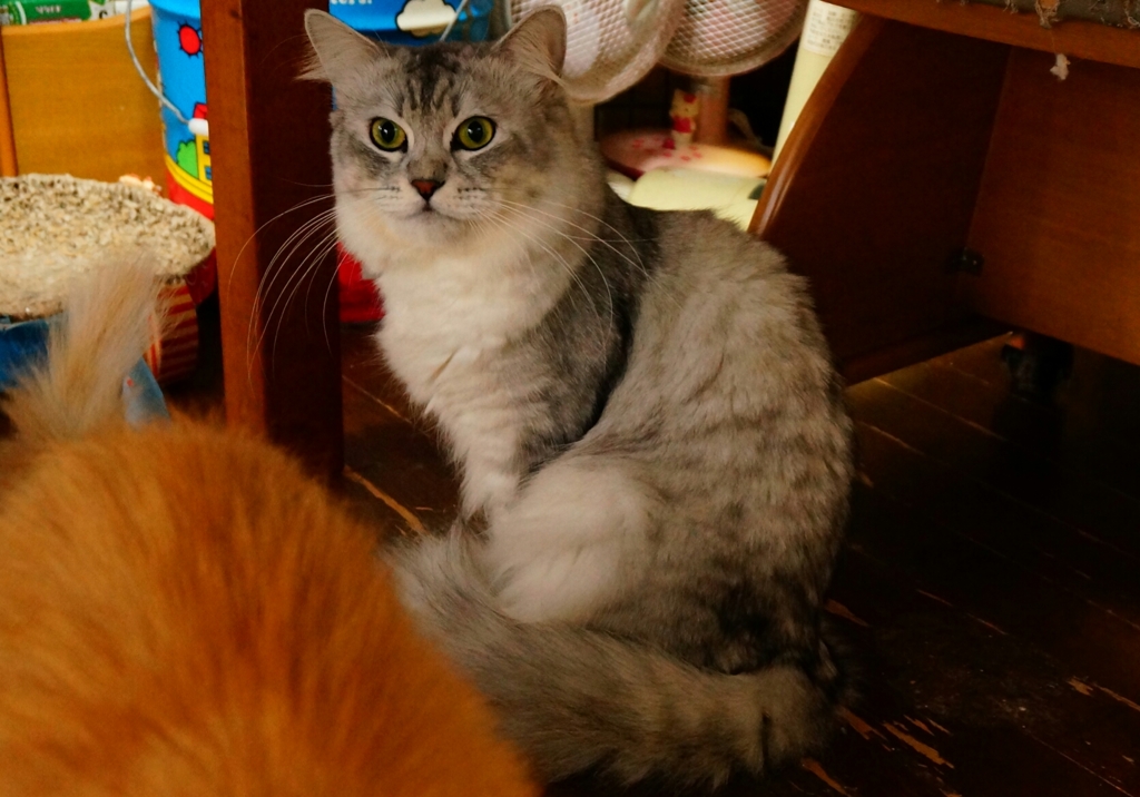 緊張