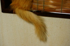 尻尾