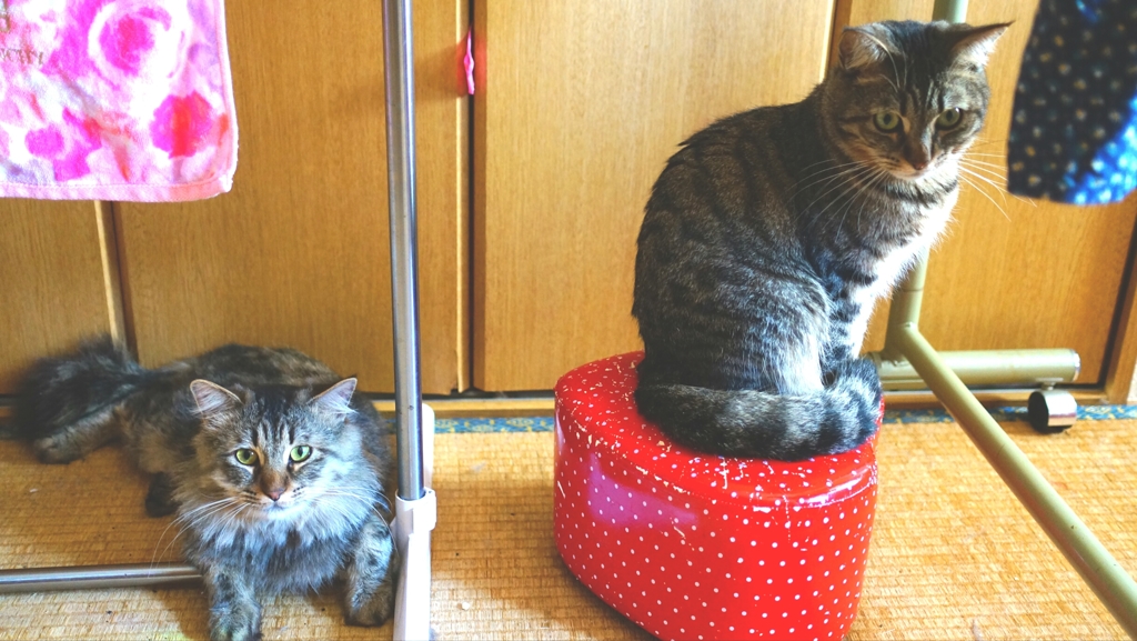 同じキジニャンでも･･･