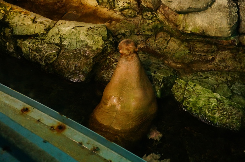 ごはんまだぁー