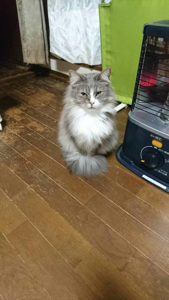 おすまし