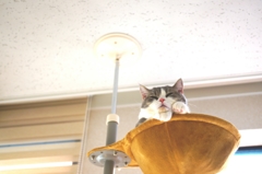 下々を見下ろす猫様