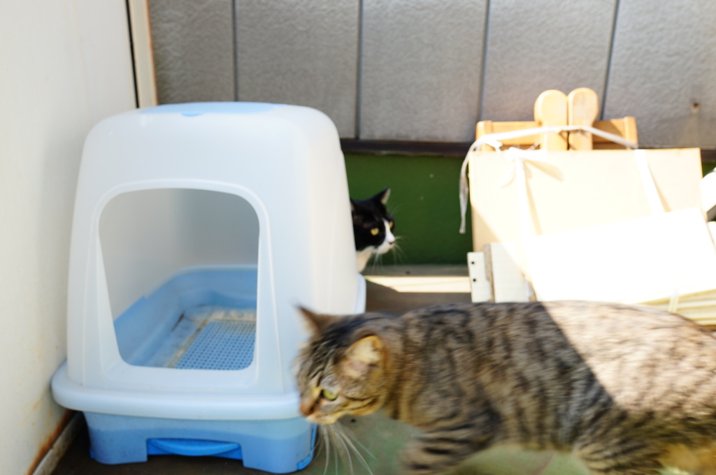 燐 みーつけた！