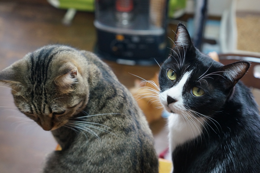 あっ！ホントだ、撮ってたのね。