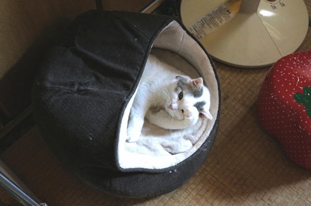 招き猫