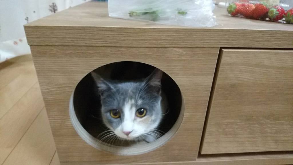 I˙꒳​˙)ひょこりはん