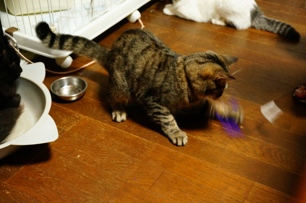 本日も遊びに夢中