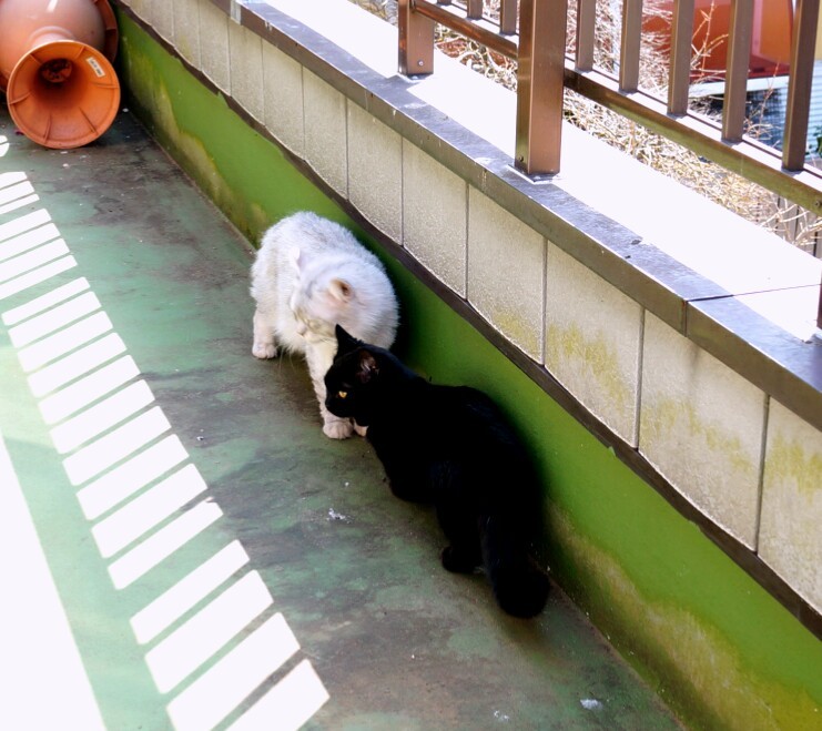 本日のかくれんぼ参加者