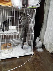 そこにゲージがあるから…