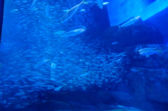 イワシさんとアジさん