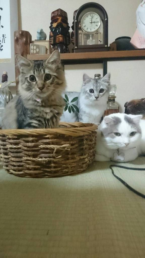 ハイポーズ